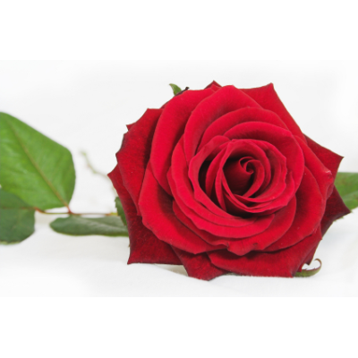 Růže - parfémová kompozice 10ml