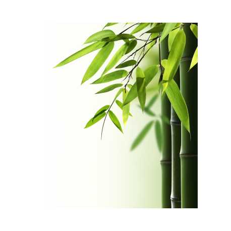 Bambus 10ml