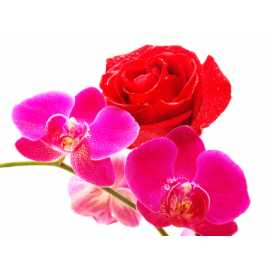 Jasmín + růže + orchidej 10ml