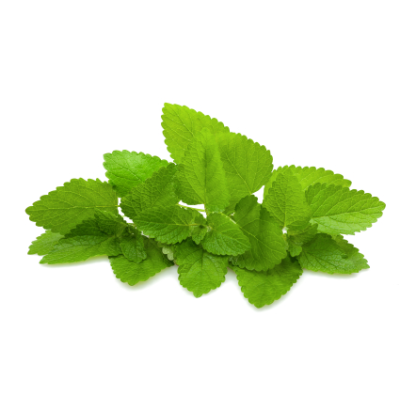 Meduňková silice 10 ml