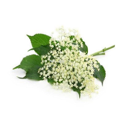 Bez černý - antialergický - parfémová kompozice 10ml