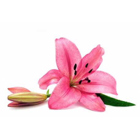 Lilie - parfémová kompozice 10ml