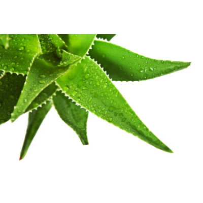 Aloe - parfémová kompozice 100ml