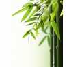 Bambus 10ml