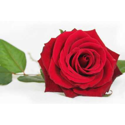 Sada parfémových kompozic KVĚTINOVÁ I. - 3x10ml 