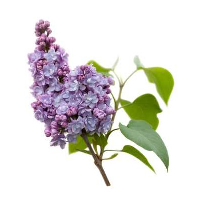 Sada parfémových kompozic KVĚTINOVÁ I. - 3x10ml 