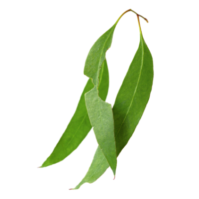 Eukalyptová silice 10 ml